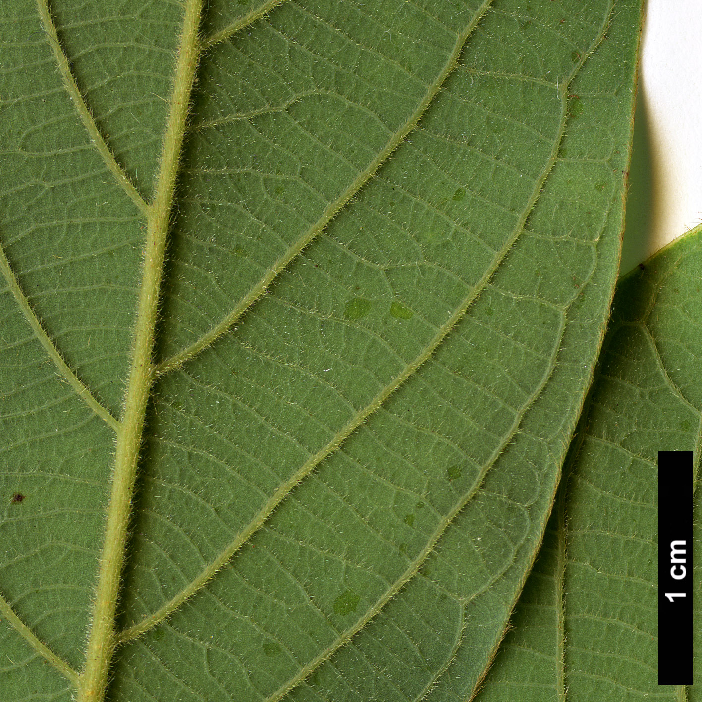 High resolution image: Family: Lauraceae - Genus: Lindera - Taxon: nacusua